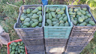 Avocados in Kisten